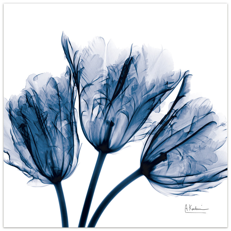 Latitude Run® 'Blue Tulip Xray' by Albert Koetsier Photograph Print